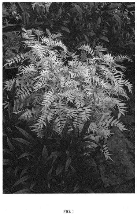 Figure 1 of US plant patent PP31868, the photograph of COUSORB05 printed in the patent.