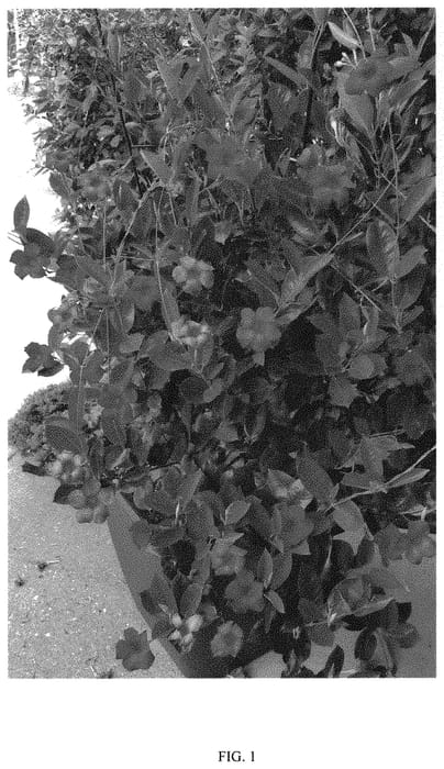 Figure 1 of US plant patent PP31869, the photograph of MOGI TWO printed in the patent.
