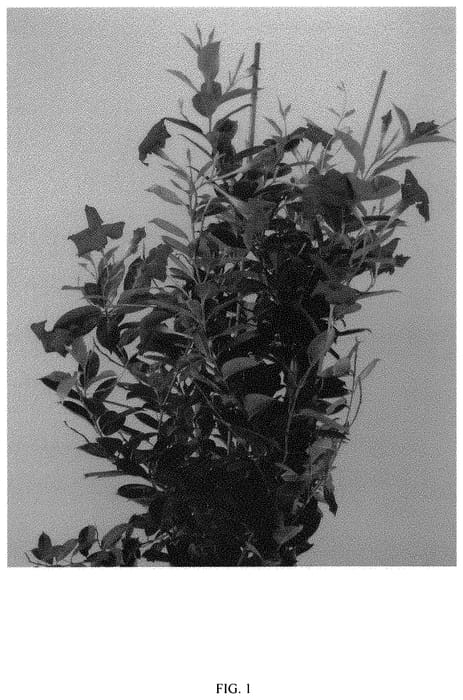Figure 1 of US plant patent PP31870, the photograph of MOGI ONE printed in the patent.