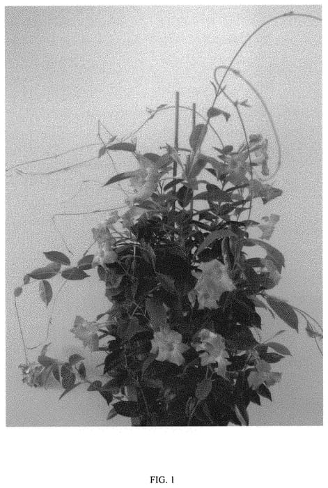 Figure 1 of US plant patent PP31871, the photograph of MOGI THREE printed in the patent.