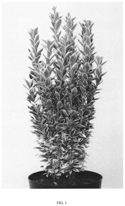 Figure 1 of US plant patent PP31872, the photograph of WHITE SPIRE printed in the patent.
