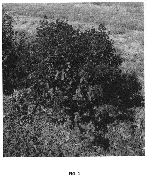 Figure 1 of US plant patent PP31873, the photograph of Whit XI printed in the patent.