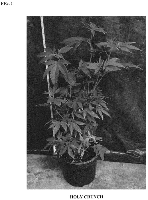 Figure 1 of US plant patent PP31874, the photograph of HOLY CRUNCH printed in the patent.