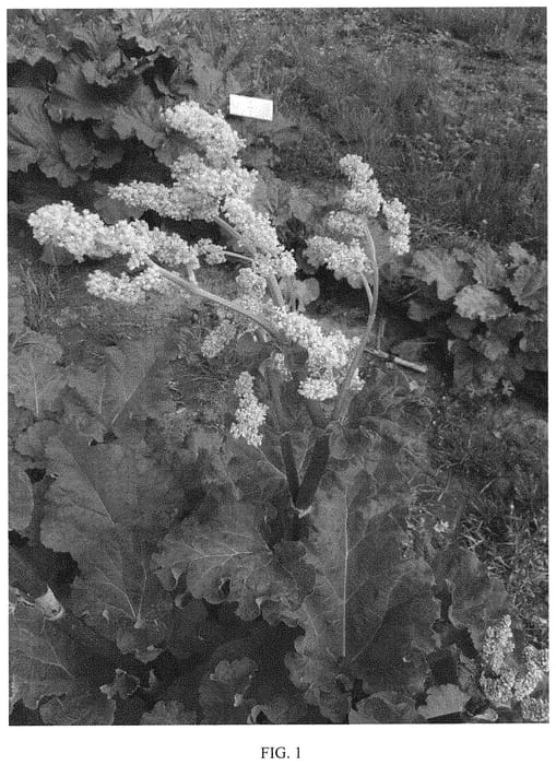 Figure 1 of US plant patent PP31875, the photograph of GARrusarsabzar printed in the patent.