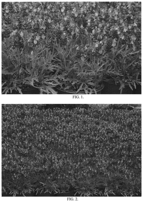 Figure 1 of US plant patent PP31876, the photograph of Magdalena printed in the patent.