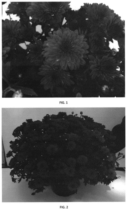 Figure 1 of US plant patent PP31877, the photograph of CIFZ0071 printed in the patent.