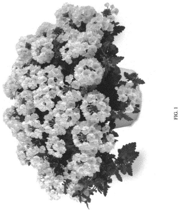 Figure 1 of US plant patent PP31878, the photograph of DVERVNWHI printed in the patent.