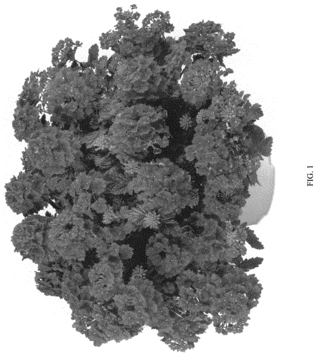 Figure 1 of US plant patent PP31879, the photograph of DVERVAVL printed in the patent.