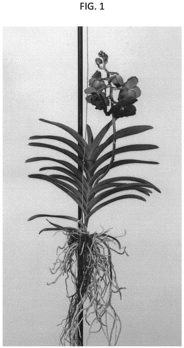 Figure 1 of US plant patent PP31880, the photograph of SPCDW1801 printed in the patent.