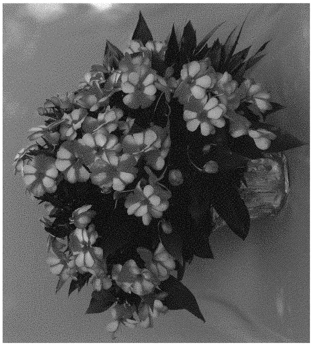 Figure 1 of US plant patent PP31881, the photograph of Dongimpetresta 19 printed in the patent.