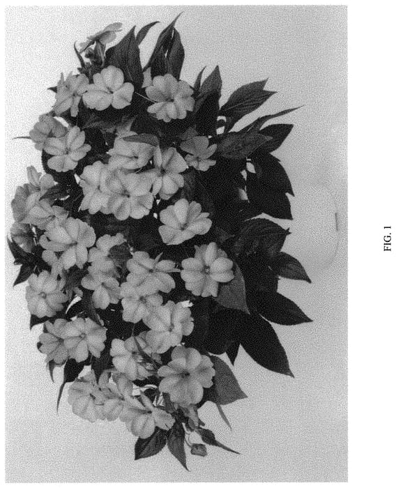 Figure 1 of US plant patent PP31882, the photograph of DIMPSHABO printed in the patent.
