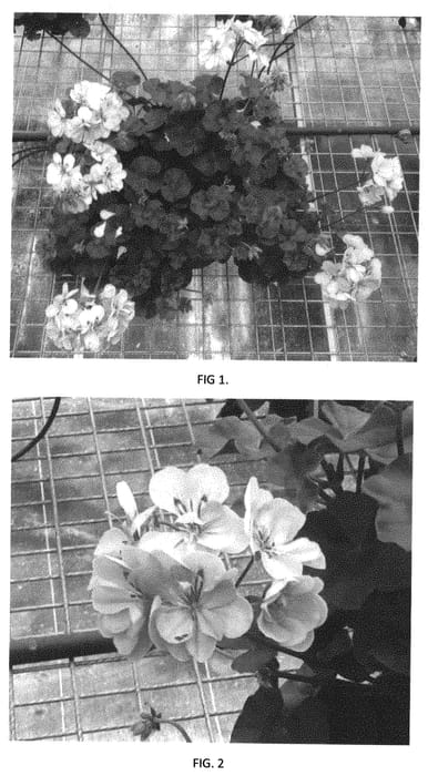 Figure 1 of US plant patent PP31883, the photograph of PEQZ0063 printed in the patent.
