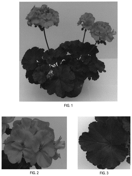 Figure 1 of US plant patent PP31884, the photograph of TOSTD0460 printed in the patent.