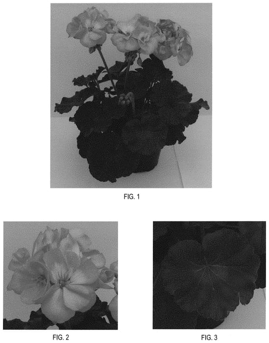 Figure 1 of US plant patent PP31885, the photograph of TOSTC0258 printed in the patent.