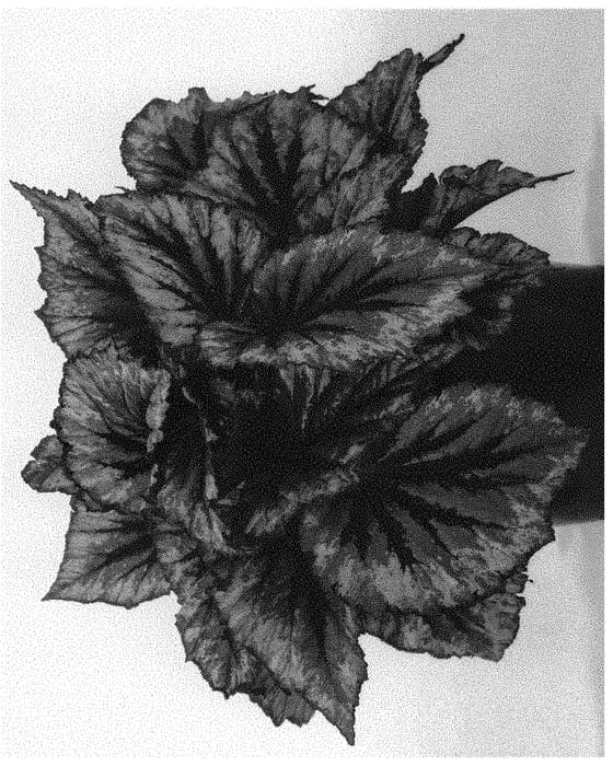 Figure 1 of US plant patent PP31886, the photograph of BDICM02-0 printed in the patent.