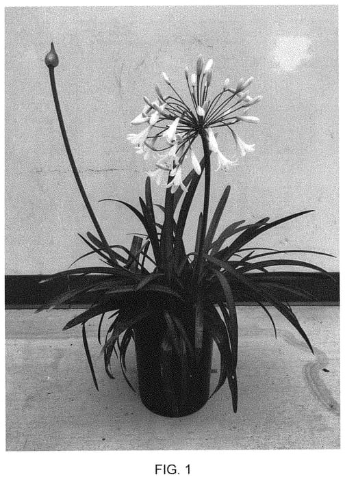 Figure 1 of US plant patent PP31887, the photograph of Shona printed in the patent.