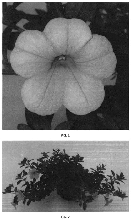 Figure 1 of US plant patent PP31888, the photograph of CBRZ0017 printed in the patent.