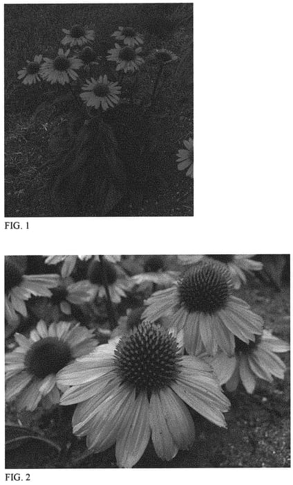 Figure 1 of US plant patent PP31889, the photograph of Coral Craze printed in the patent.