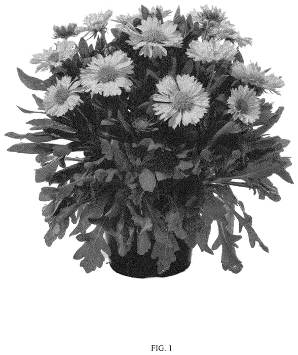 Figure 1 of US plant patent PP31890, the photograph of GHOMO07-0 printed in the patent.