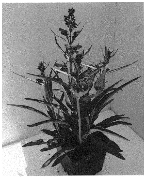 Figure 1 of US plant patent PP31891, the photograph of Dopenspriscarl printed in the patent.