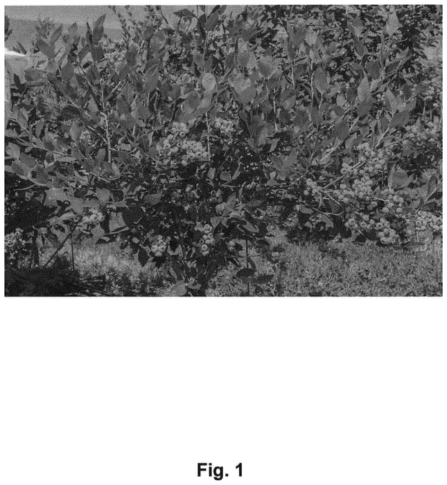Figure 1 of US plant patent PP31894, the photograph of ZZ04120 printed in the patent.