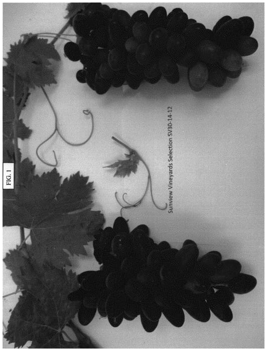 Figure 1 of US plant patent PP31895, the photograph of SV30-14-12 printed in the patent.