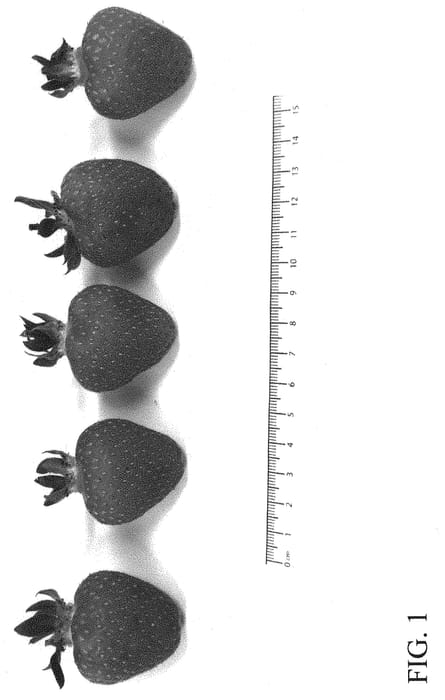 Figure 1 of US plant patent PP31896, the photograph of DrisStrawSeventyTwo printed in the patent.