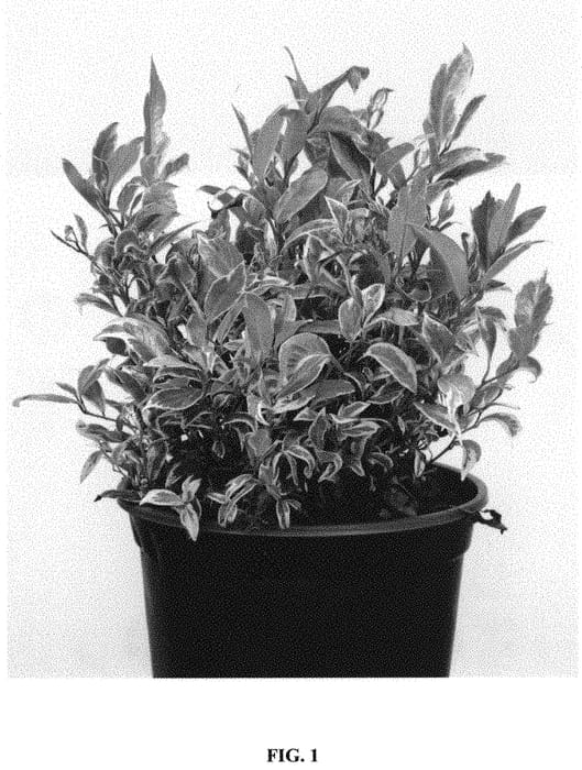 Figure 1 of US plant patent PP31897, the photograph of RANT01 printed in the patent.