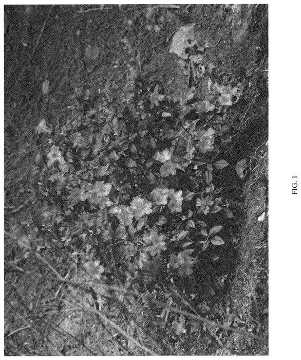 Figure 1 of US plant patent PP31898, the photograph of NCRX2 printed in the patent.