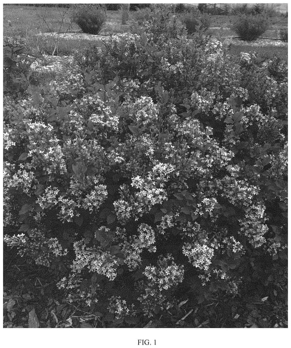 Figure 1 of US plant patent PP31899, the photograph of GARlisabzar printed in the patent.