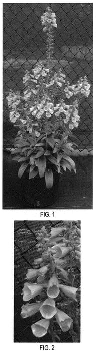 Figure 1 of US plant patent PP31900, the photograph of Balroxose printed in the patent.