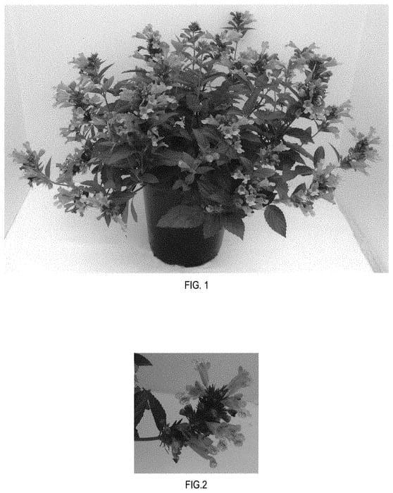 Figure 1 of US plant patent PP31901, the photograph of Balneplud printed in the patent.