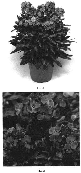 Figure 1 of US plant patent PP31902, the photograph of ERFZ0006 printed in the patent.