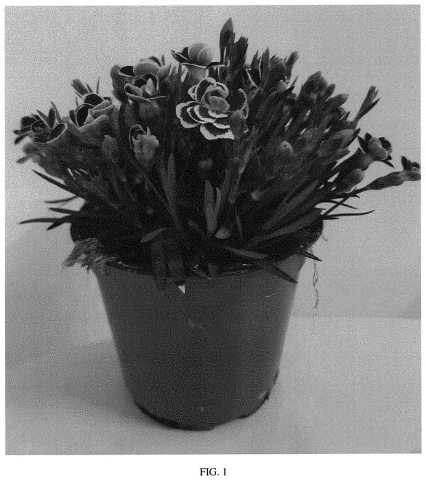 Figure 1 of US plant patent PP31903, the photograph of KLEDG19410 printed in the patent.