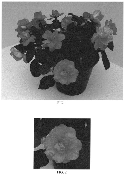 Figure 1 of US plant patent PP31904, the photograph of Balfiecoran printed in the patent.