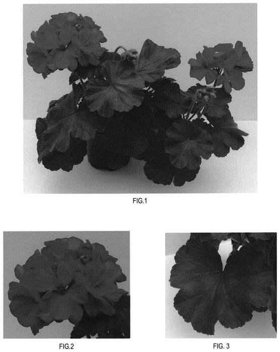 Figure 1 of US plant patent PP31906, the photograph of TOSTD0342 printed in the patent.