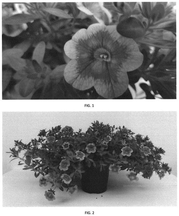 Figure 1 of US plant patent PP31907, the photograph of CBRZ0026 printed in the patent.