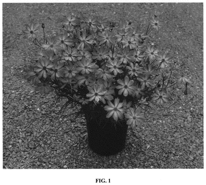 Figure 1 of US plant patent PP31908, the photograph of Sweet Tart printed in the patent.