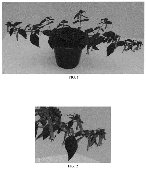 Figure 1 of US plant patent PP31909, the photograph of Balhoelrel printed in the patent.