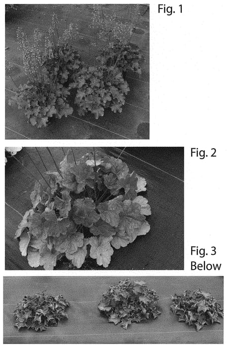 Figure 1 of US plant patent PP31910, the photograph of Orange Delight printed in the patent.