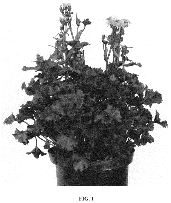 Figure 1 of US plant patent PP31911, the photograph of Little Golden Ray printed in the patent.
