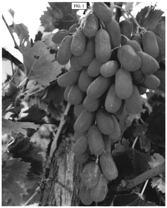 Figure 1 of US plant patent PP31912, the photograph of SV27-104-114 printed in the patent.