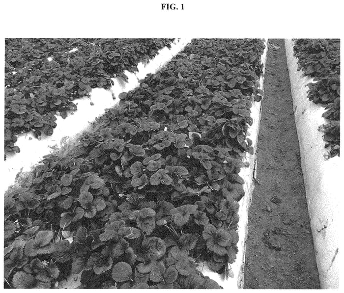 Figure 1 of US plant patent PP31913, the photograph of PE-7.2054 printed in the patent.