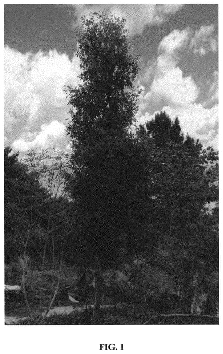 Figure 1 of US plant patent PP31914, the photograph of DavesStraightUp printed in the patent.