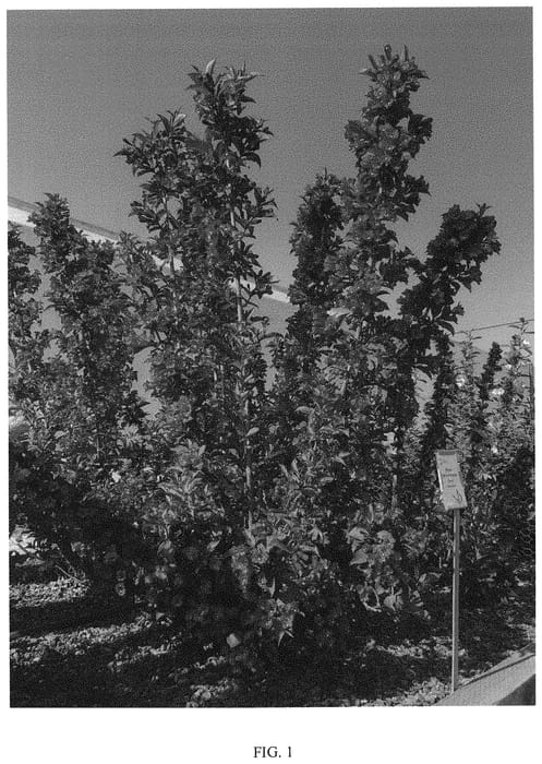 Figure 1 of US plant patent PP31915, the photograph of TMWG16-04 printed in the patent.