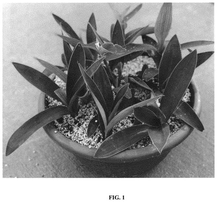 Figure 1 of US plant patent PP31916, the photograph of Edge of Night printed in the patent.