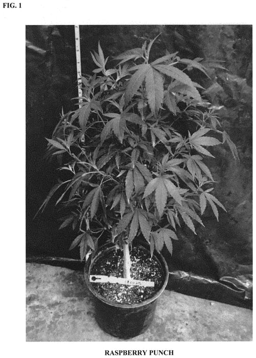 Figure 1 of US plant patent PP31917, the photograph of RASPBERRY PUNCH printed in the patent.