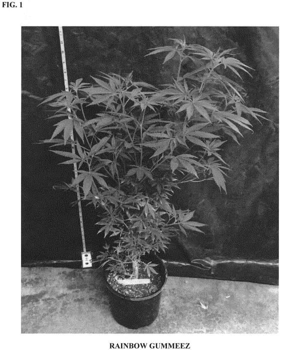 Figure 1 of US plant patent PP31918, the photograph of RAINBOW GUMMEEZ printed in the patent.