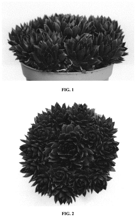 Figure 1 of US plant patent PP31919, the photograph of Belsemred1 printed in the patent.