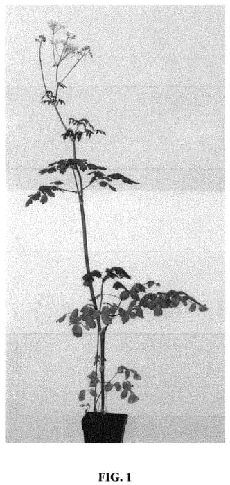Figure 1 of US plant patent PP31920, the photograph of Ghent Ebony printed in the patent.